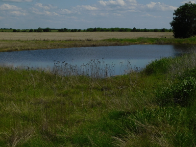 Great 178.09 plus Acres on the Coleman, Callahan County Line - image 20