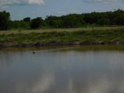 Great 178.09 plus Acres on the Coleman, Callahan County Line - image 30