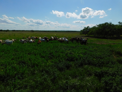 Great 178.09 plus Acres on the Coleman, Callahan County Line - image 34