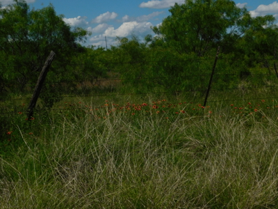 Great 178.09 plus Acres on the Coleman, Callahan County Line - image 22