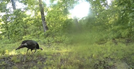 Unbelievable Hunting, And Recreational Property In Western Ripley - image 44