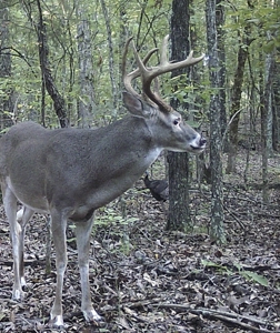 Unbelievable Hunting, And Recreational Property In Western Ripley - image 42