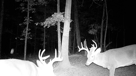 Unbelievable Hunting, And Recreational Property In Western Ripley - image 39