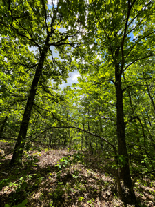 Unbelievable Hunting, And Recreational Property In Western Ripley - image 8