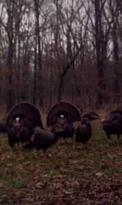 Unbelievable Hunting, And Recreational Property In Western Ripley - image 43