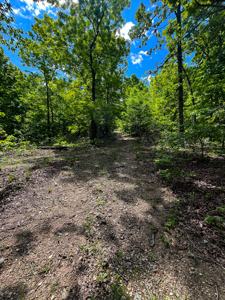 Unbelievable Hunting, And Recreational Property In Western Ripley - image 3