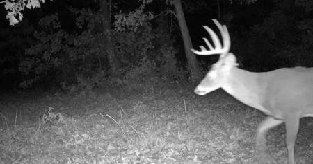 Unbelievable Hunting, And Recreational Property In Western Ripley - image 38