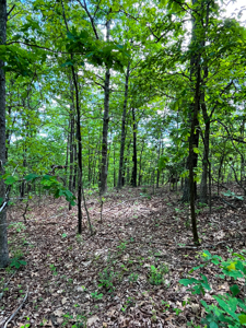 Unbelievable Hunting, And Recreational Property In Western Ripley - image 5