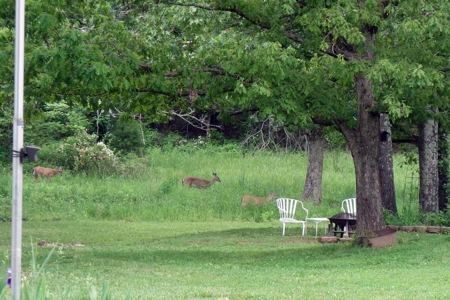 Beautiful Country Home On 9 Acres For Sale In Mtn View Missouri!! - image 49