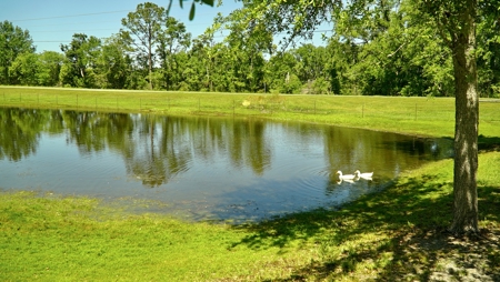 Farm For Sale In Live Oak Florida! - image 40
