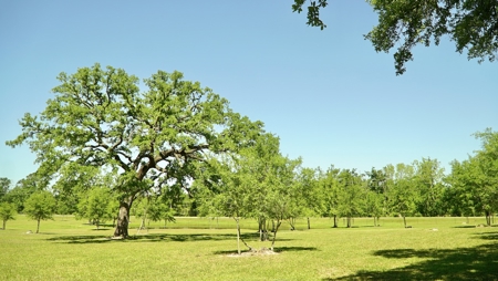 Farm For Sale In Live Oak Florida! - image 38