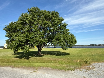 Riverfront Property for Sale in Beaufort County, NC - image 2