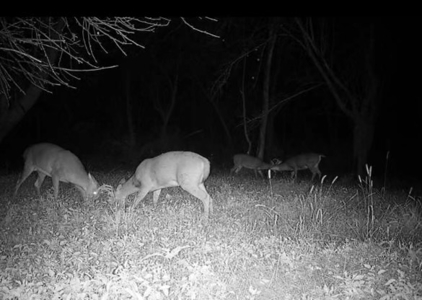 Trophy Whitetail & Wildlife Haven – 217 Acres | 18125 CTH I, Hill - image 39