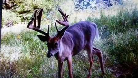 Trophy Whitetail & Wildlife Haven – 217 Acres | 18125 CTH I, Hill - image 48