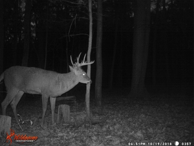 Trophy Whitetail & Wildlife Haven – 217 Acres | 18125 CTH I, Hill - image 45