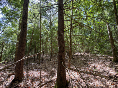 104± Acre Parcel in North Berwick - image 12