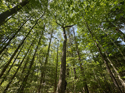 104± Acre Parcel in North Berwick - image 20