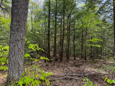 104± Acre Parcel in North Berwick - image 12