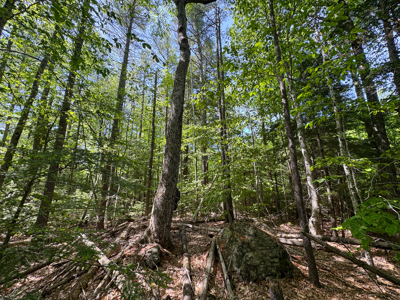 104± Acre Parcel in North Berwick - image 19