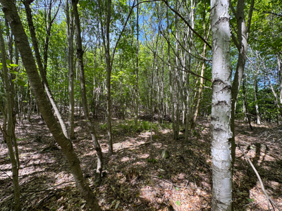 104± Acre Parcel in North Berwick - image 22