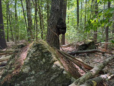104± Acre Parcel in North Berwick - image 18