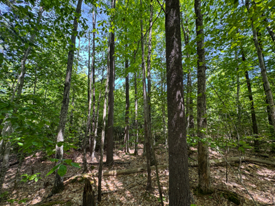 104± Acre Parcel in North Berwick - image 21