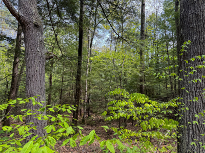 104± Acre Parcel in North Berwick - image 13