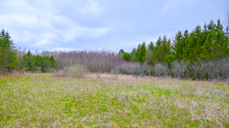 15 Acre Hunting Land in Potterville MI - image 16