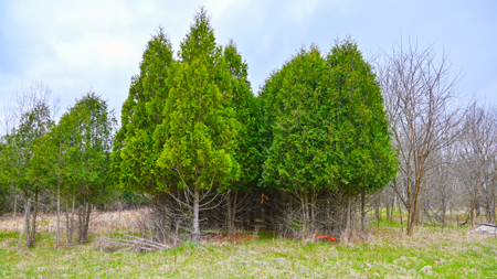 15 Acre Hunting Land in Potterville MI - image 17