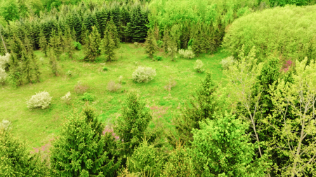 15 Acre Hunting Land in Potterville MI - image 12