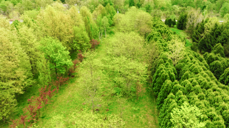 15 Acre Hunting Land in Potterville MI - image 4