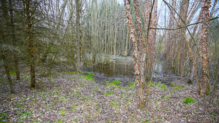 15 Acre Hunting Land in Potterville MI - image 20