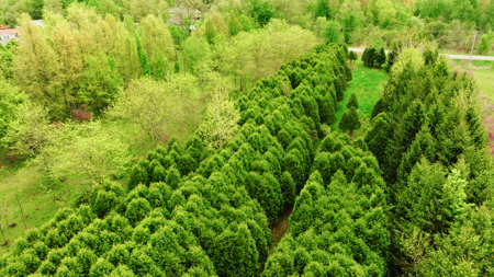 15 Acre Hunting Land in Potterville MI - image 3