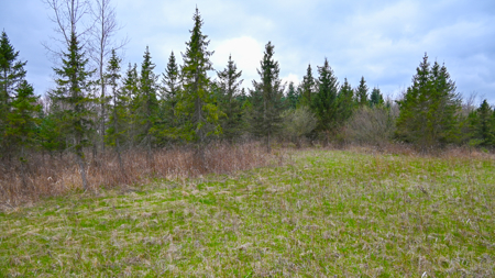 15 Acre Hunting Land in Potterville MI - image 15