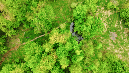 15 Acre Hunting Land in Potterville MI - image 8