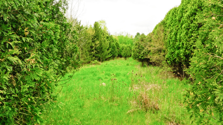 15 Acre Hunting Land in Potterville MI - image 9