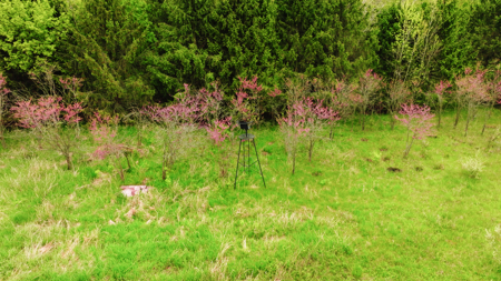 15 Acre Hunting Land in Potterville MI - image 1