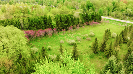 15 Acre Hunting Land in Potterville MI - image 6