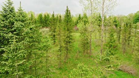 15 Acre Hunting Land in Potterville MI - image 10