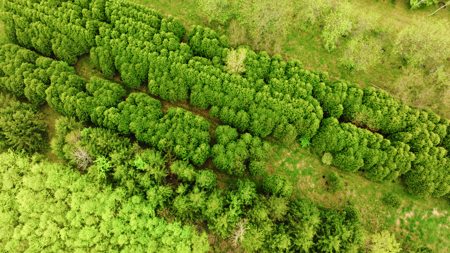 15 Acre Hunting Land in Potterville MI - image 5