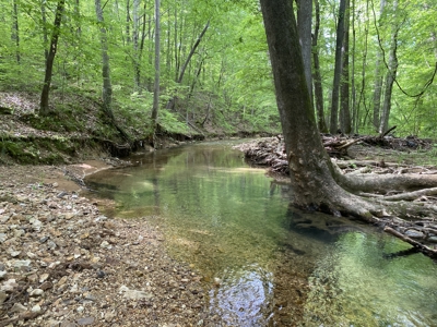 Potential Hunting Land for Sale in Linden, Tennessee - image 21