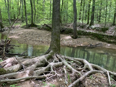 Potential Hunting Land for Sale in Linden, Tennessee - image 30
