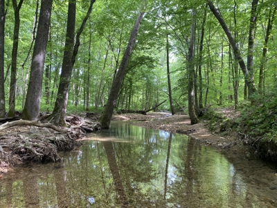 Potential Hunting Land for Sale in Linden, Tennessee - image 19
