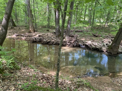Potential Hunting Land for Sale in Linden, Tennessee - image 16