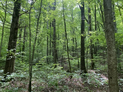 Potential Hunting Land for Sale in Linden, Tennessee - image 14