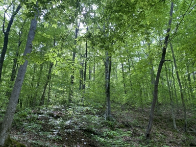 Potential Hunting Land for Sale in Linden, Tennessee - image 17