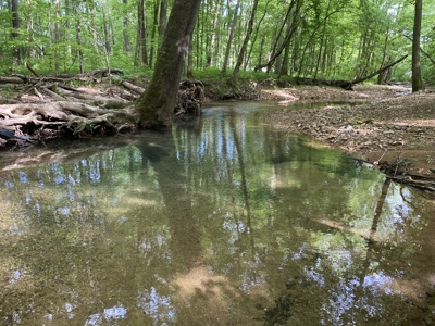Potential Hunting Land for Sale in Linden, Tennessee - image 20
