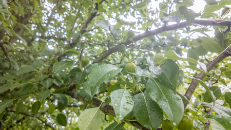 Hobby Farm and Home for sale Oregon County - image 39