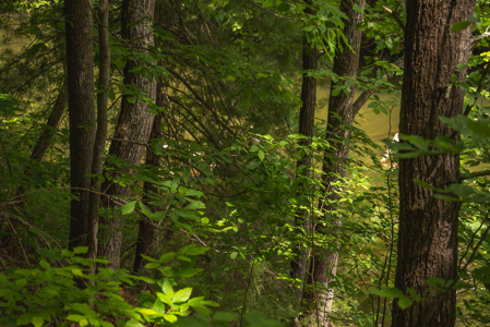 Offering #4 - Waterfront Building Site on Claytor Lake - image 13