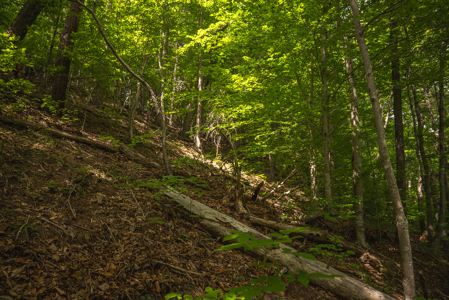 Offering #4 - Waterfront Building Site on Claytor Lake - image 15